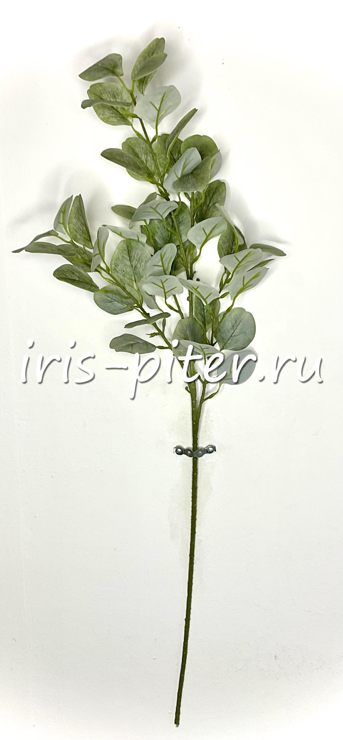 Ветка эвкалипт популус 3 ветки