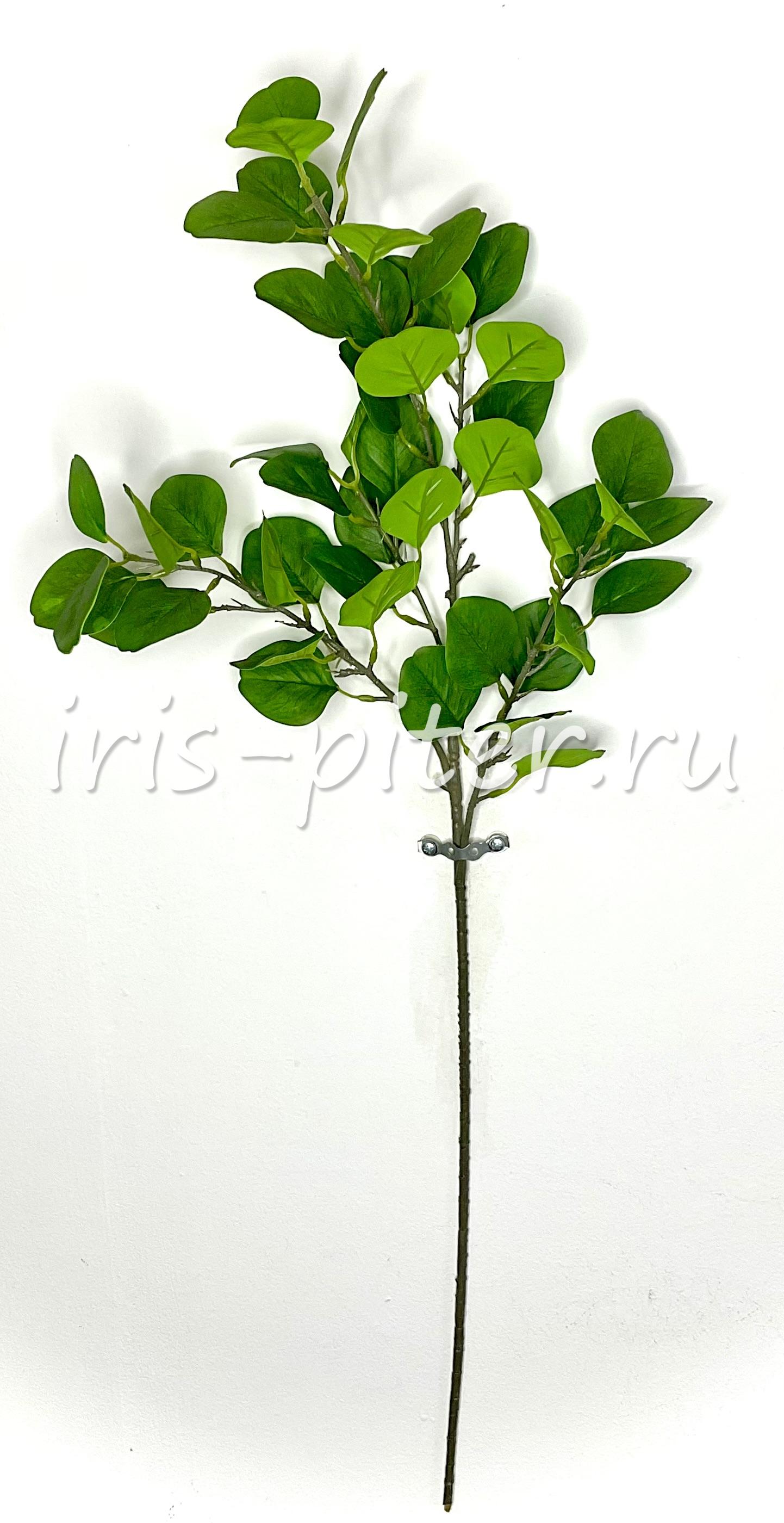 Ветка эвкалипт популус 3 ветки