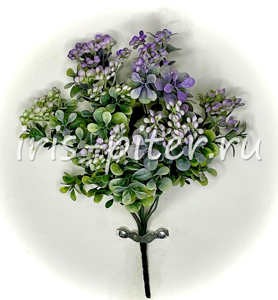 Бузина 7вет