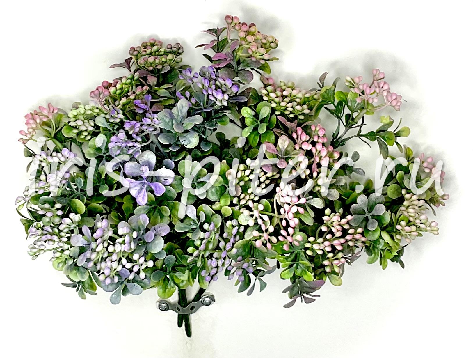 Бузина 7вет