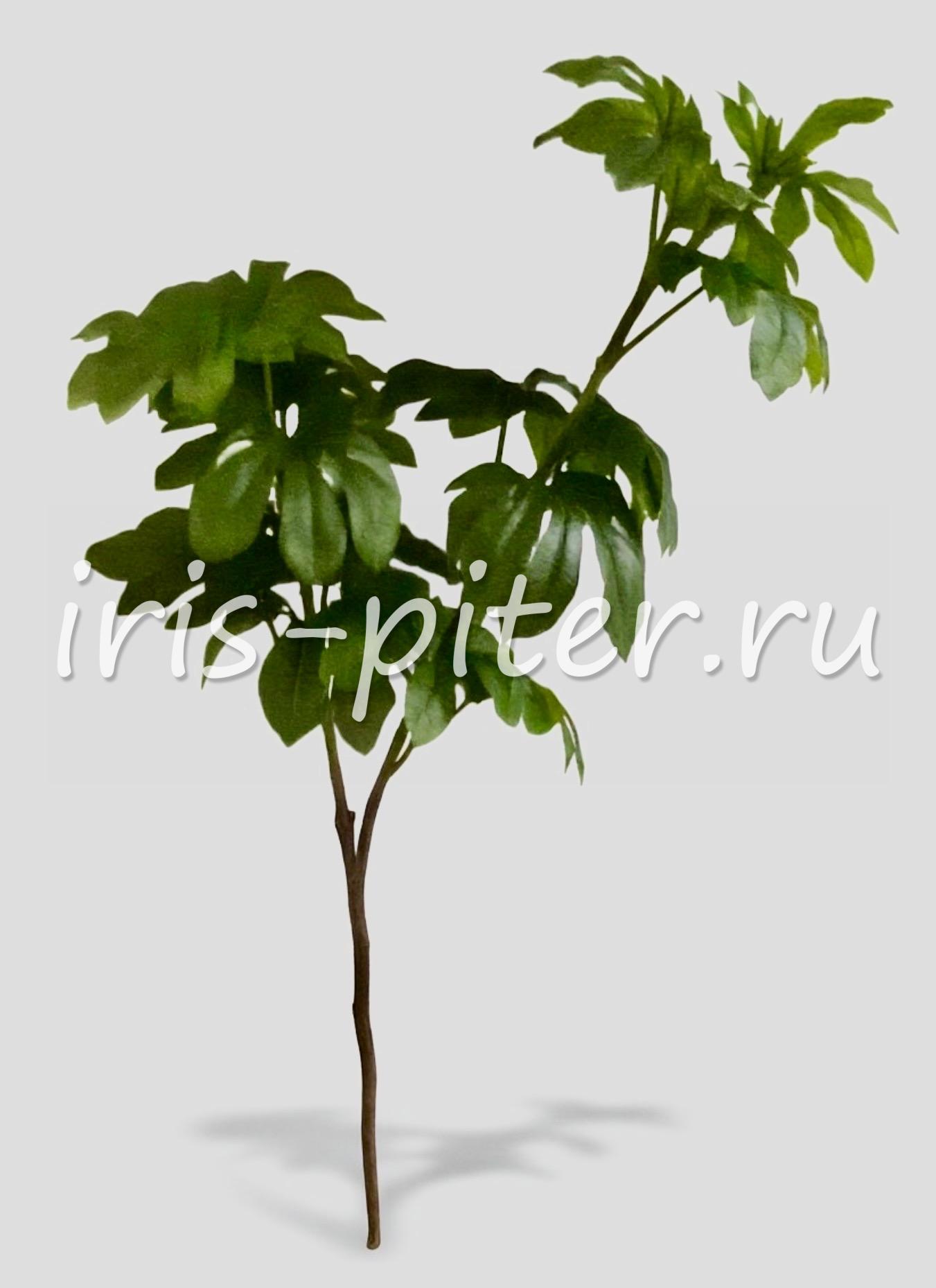 шефлера 2вет горшечная